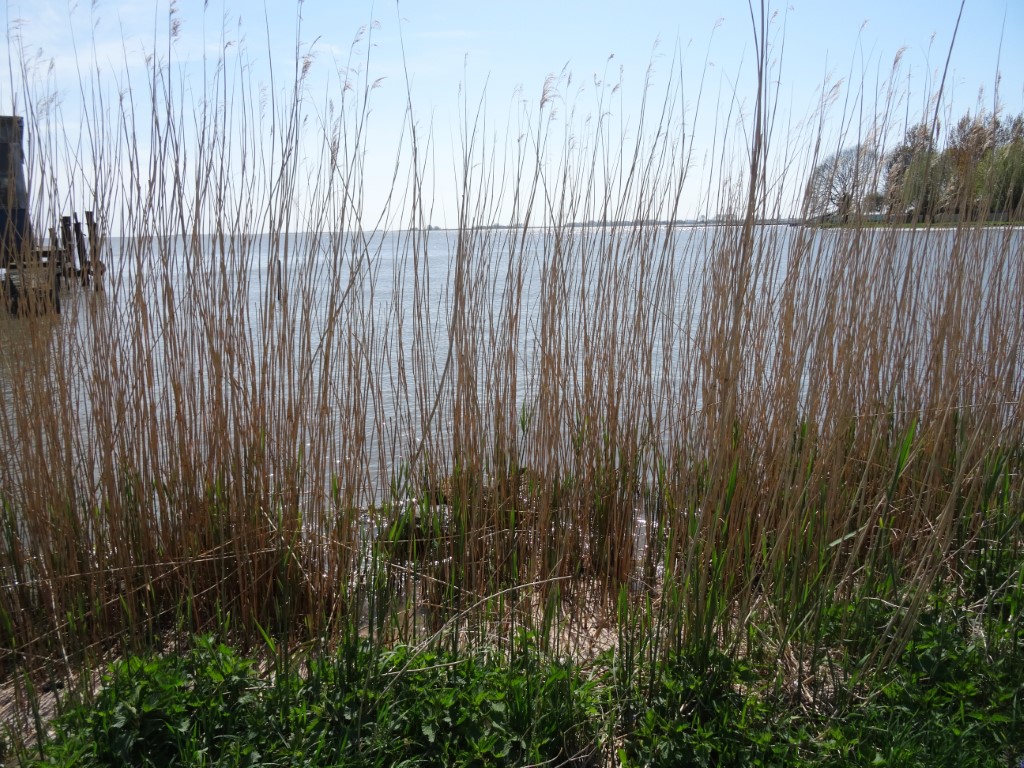 DSC07342 Middel